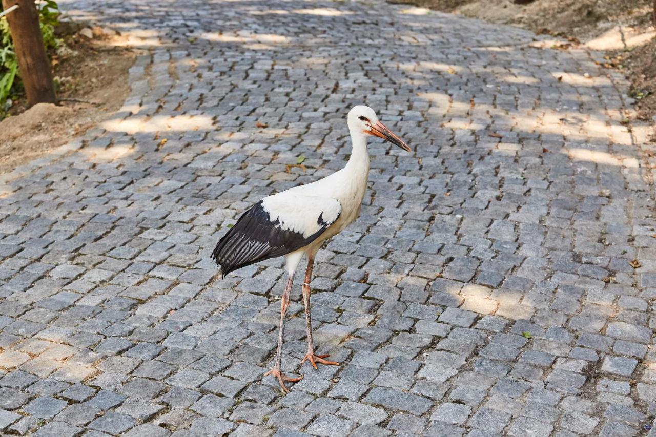 Quinta Do Lordelo Turismo Rural ペニャフィエル エクステリア 写真